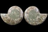 Bargain, Cut & Polished Ammonite Fossil #73953-1